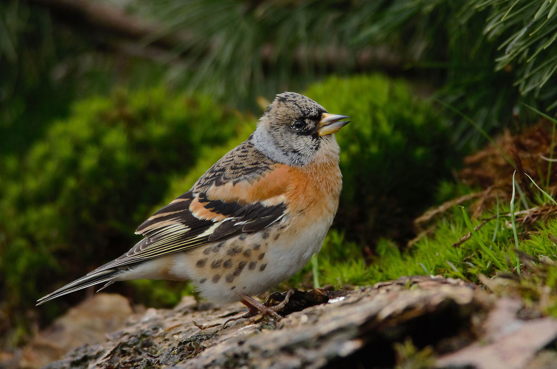 Brambling  Brambling,Fringilla montifringilla,Geotagged,Netherlands,Spring