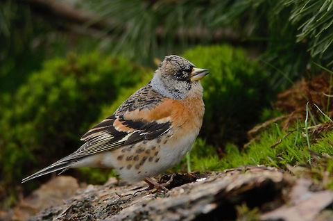 Brambling  Brambling,Fringilla montifringilla,Geotagged,Netherlands,Spring