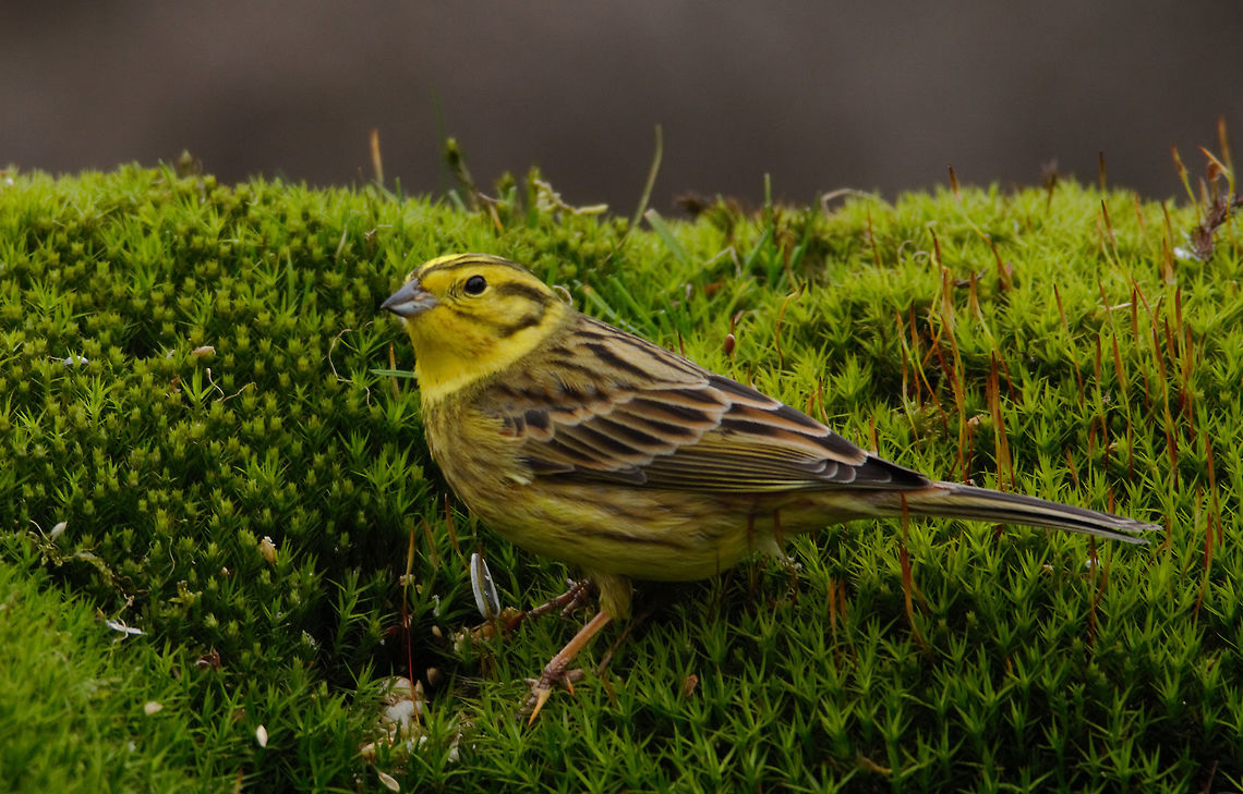 The Yellowhammer  Emberiza citrinella,Geotagged,Netherlands,Spring,Yellowhammer