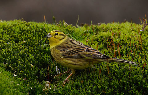 The Yellowhammer  Emberiza citrinella,Geotagged,Netherlands,Spring,Yellowhammer