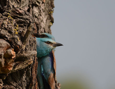 In and out...... Danube delta, Romania. Bulgaria,Coracias garrulus,European Roller,Geotagged,Summer
