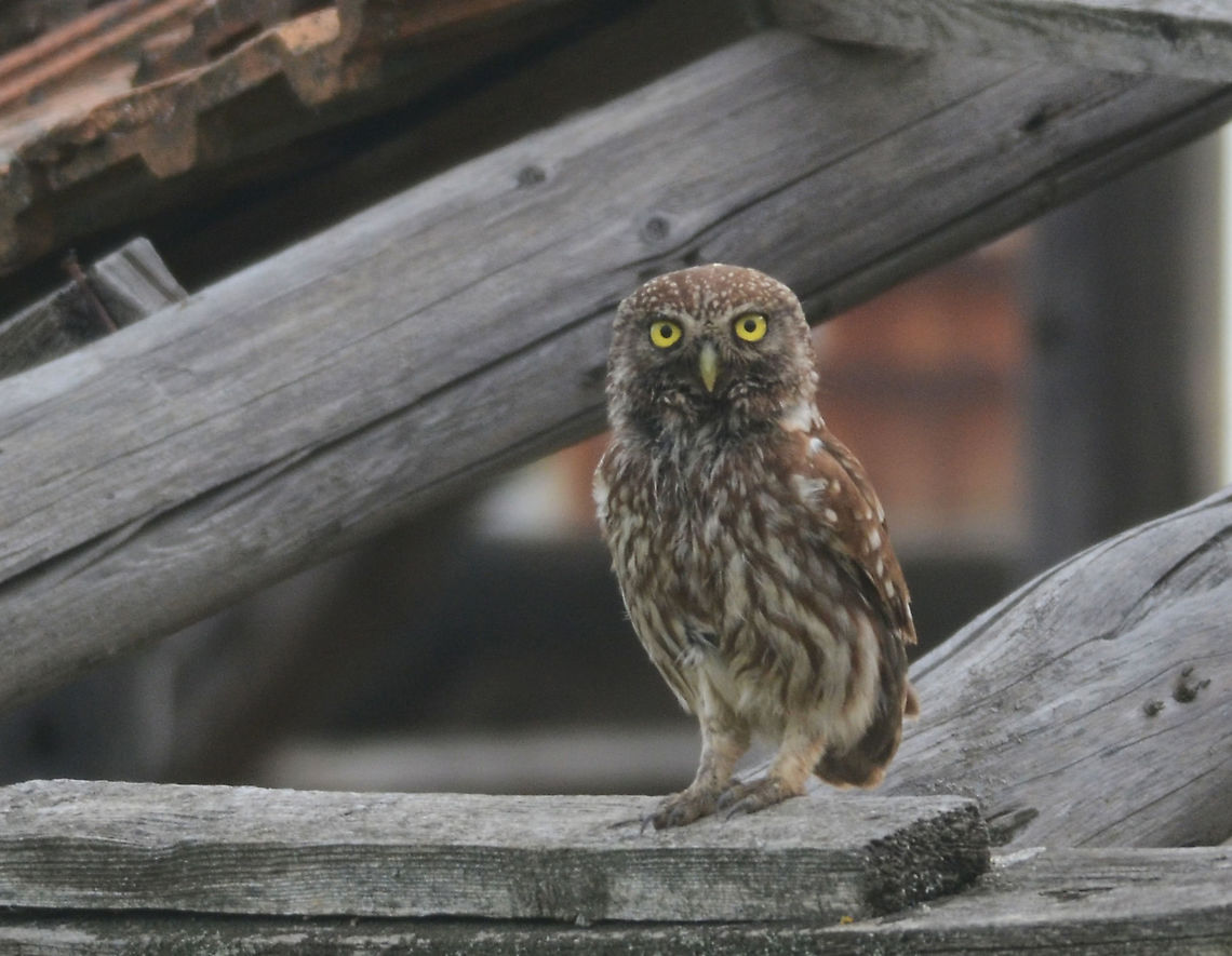 I'm watching you! Sitting on a dilapidated house in Ultima Frontiera, Romania. Athene noctua,Little  Owl