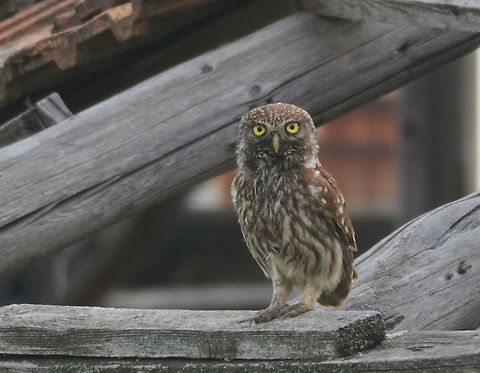 I'm watching you! Sitting on a dilapidated house in Ultima Frontiera, Romania. Athene noctua,Little  Owl