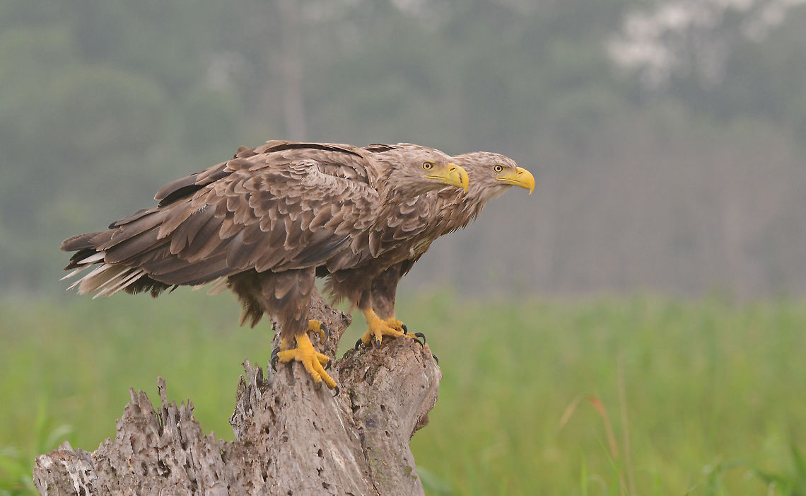 Just the two of us..... Danube delta, Romania. Haliaeetus albicilla,White-tailed eagle