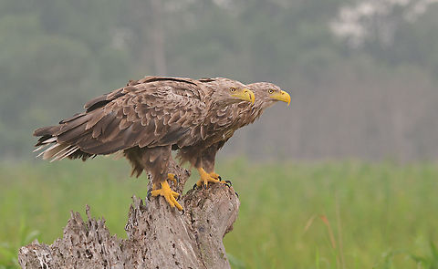 Just the two of us..... Danube delta, Romania. Haliaeetus albicilla,White-tailed eagle