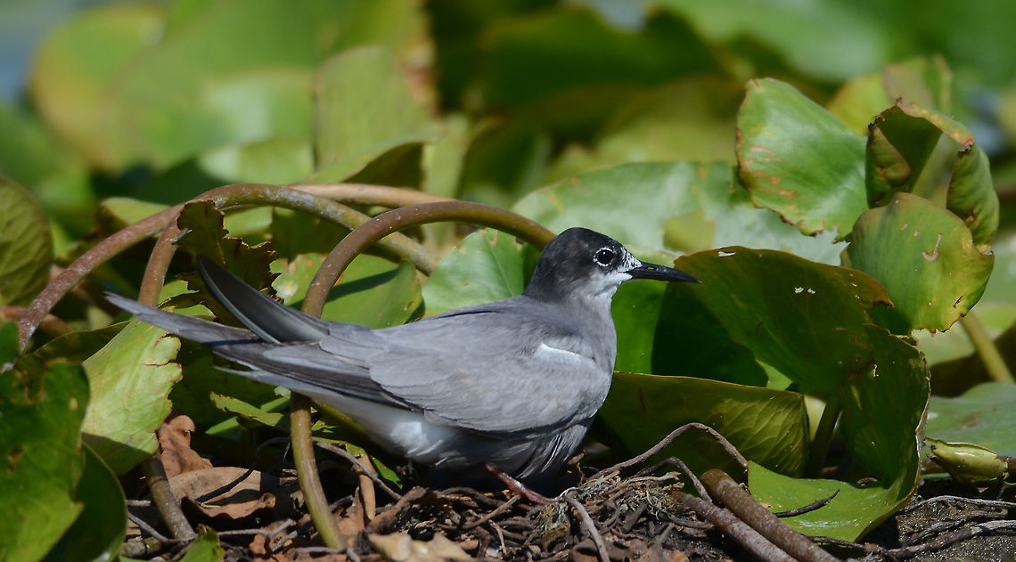 Nesting... Danube delta, Romania. Black tern,Chlidonias niger