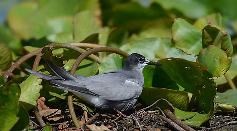 Nesting... Danube delta, Romania. Black tern,Chlidonias niger