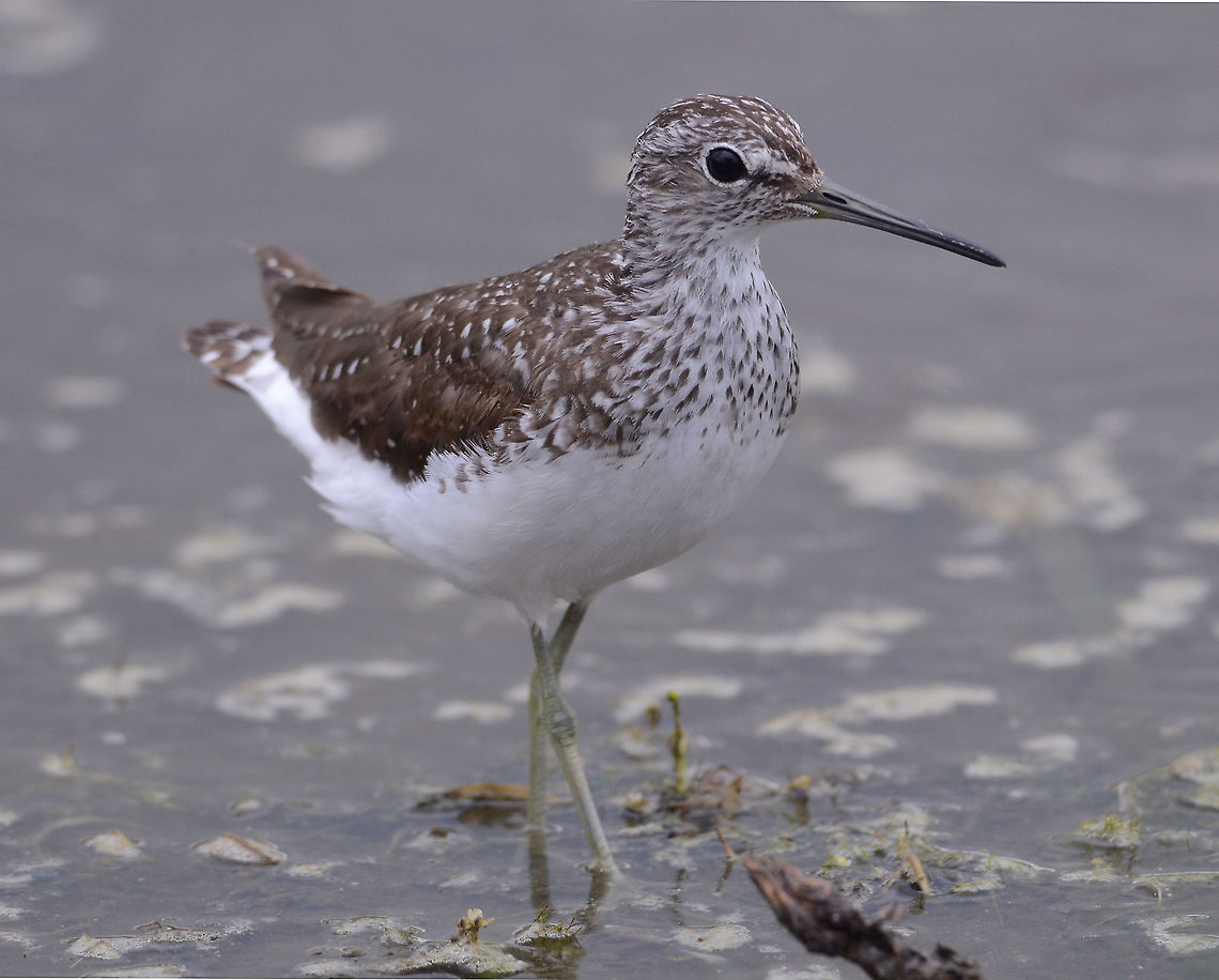 So beautiful.... Danube delta. Geotagged,Romania,Summer,Tringa ochropus,green sandpiper
