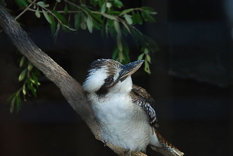 kookaburra  Dacelo novaeguineae,Laughing Kookaburra