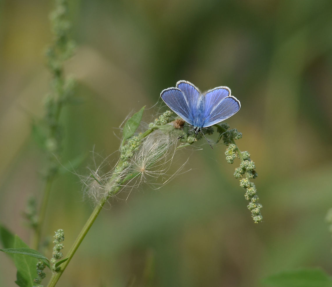 Common blue  Common blue,Geotagged,Netherlands,Polyommatus icarus,Summer