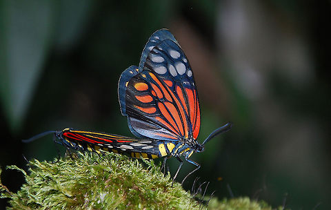 Campylotes histrionicus, India  Bhutan,Campylotes histrionicus,Danaus plexippus,Geotagged,India,Monarch butterfly,Summer
