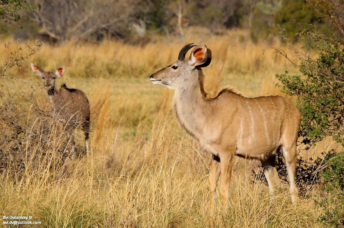 greater kudu  Greater Kudu,Tragelaphus strepsiceros
