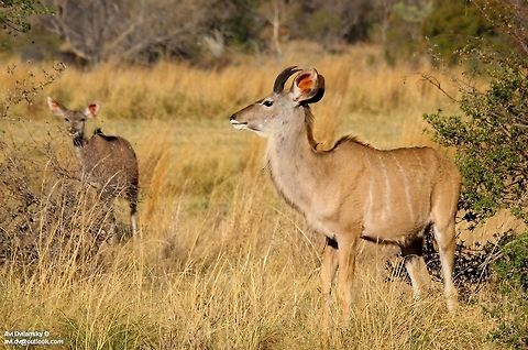 greater kudu  Greater Kudu,Tragelaphus strepsiceros