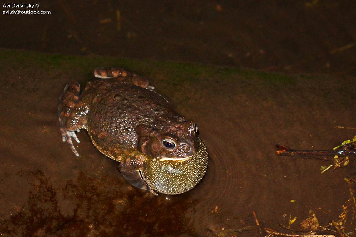 Toad ID please Taken in Lake Manyara Serena Logde, Tanzania, Can anyone help me ID?<br />
 Geotagged,Lake Manyara,Tanzania