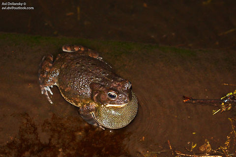 Toad ID please Taken in Lake Manyara Serena Logde, Tanzania, Can anyone help me ID?
 Geotagged,Lake Manyara,Tanzania
