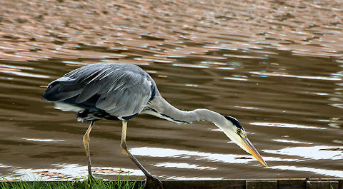 grey Heron  Ardea cinerea,Grey Heron