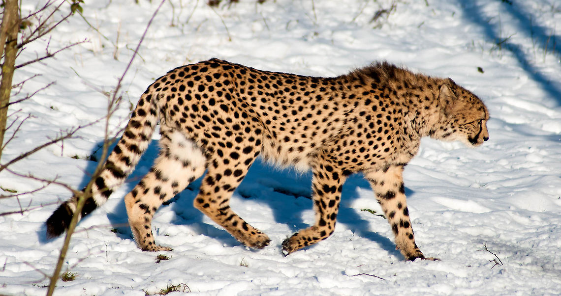 Cheetah in the snow  Acinonyx jubatus,Cheetah,zoo