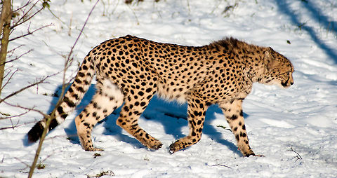 Cheetah in the snow  Acinonyx jubatus,Cheetah,zoo