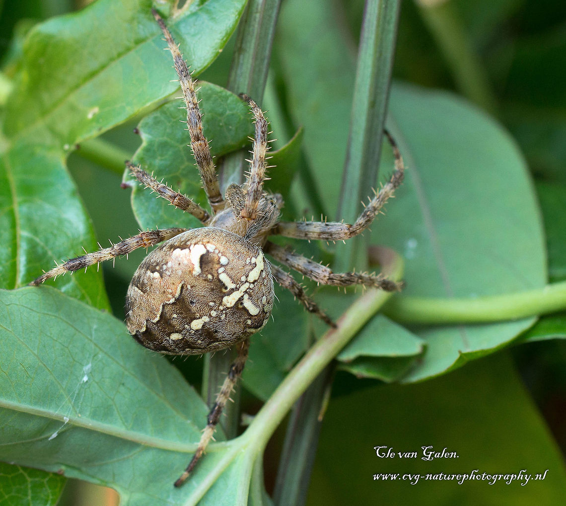 Cross spider  Araneus diadematus,European garden spider