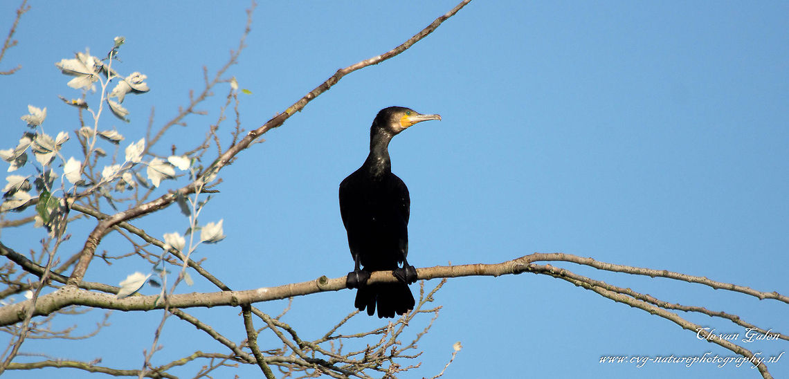 Cormorant  Great Cormorant,Phalacrocorax carbo