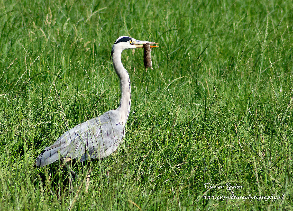 gray heron with a mole  Ardea cinerea,Grey Heron