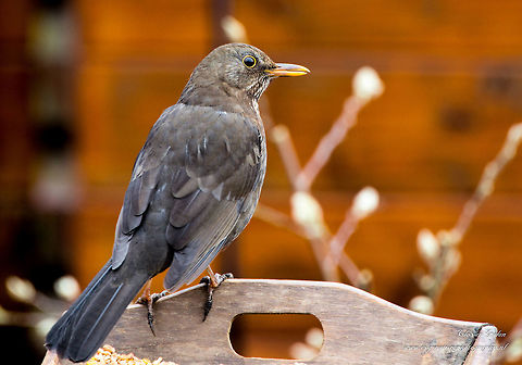 Female turdus merula This photo was taken in private garden
location Netherlands. Common Blackbird,Turdus merula