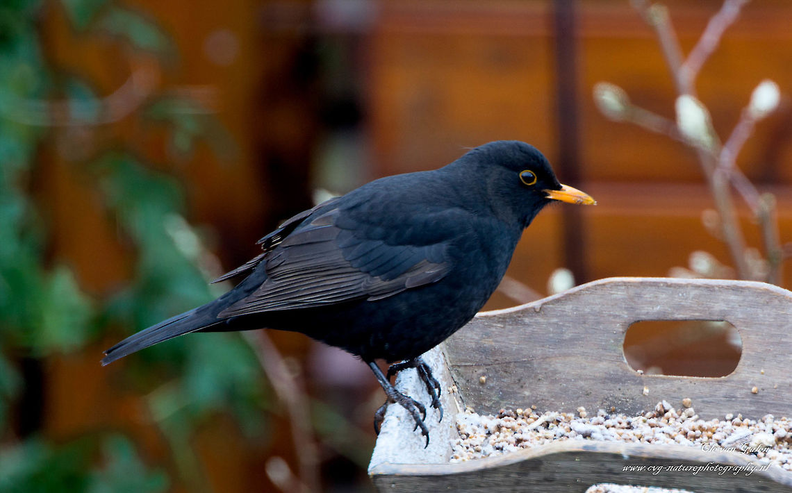male turdus merula This photo was taken in private garden. Common Blackbird,Turdus merula