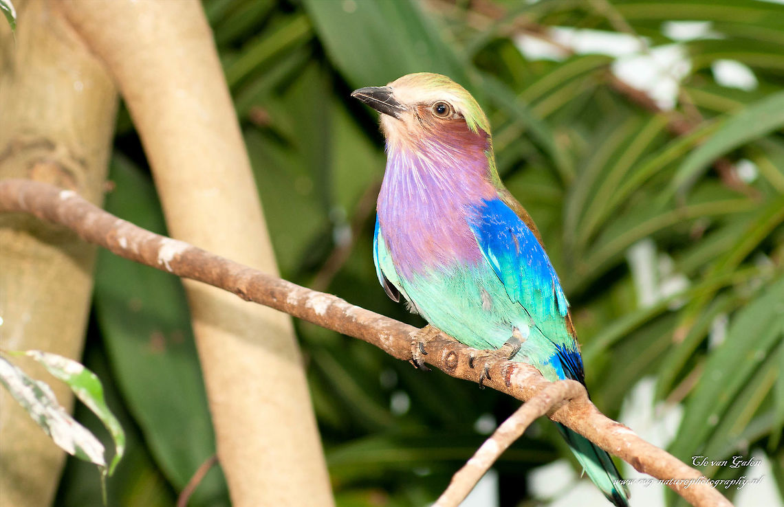 fork tail roller great bird with a splendor of colors.<br />
 other names or Coracias caudata<br />
 lilac breasted roller. Coracias caudatus,Lilac-breasted Roller