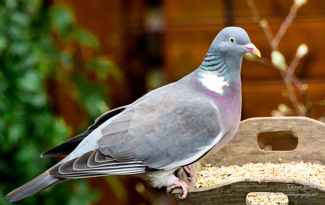 ringdove    columba palumbus made in private garden.<br />
it is one of the most common type of pigeon Columba palumbus,Common Wood Pigeon