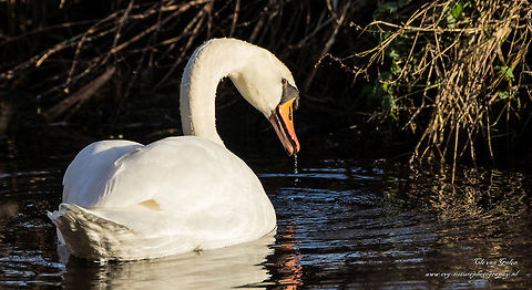 Mute swan - Cygnus olor This picture was taken just before the sun went down Cygnus olor,Mute Swan