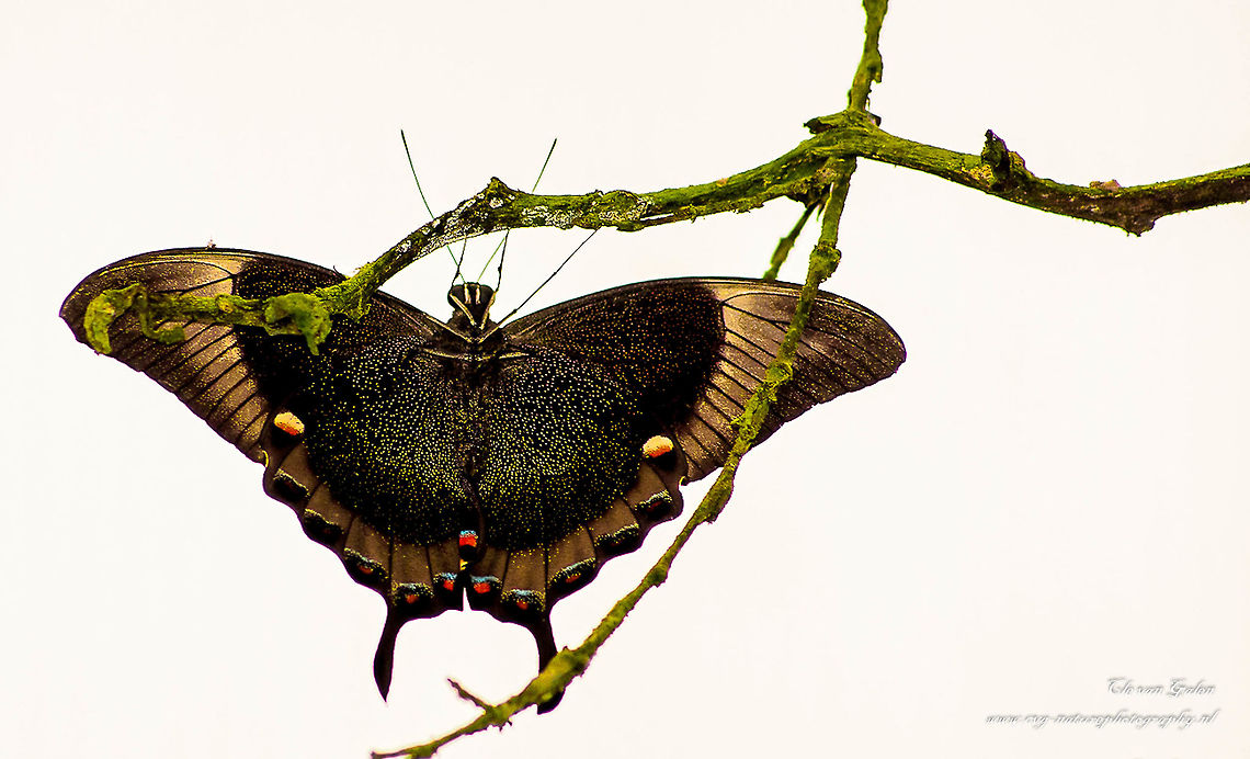 Butterfly This picture was taken with a lot of backlighting.<br />
I only know the name of this butterfly.<br />
maybe someone can help me.