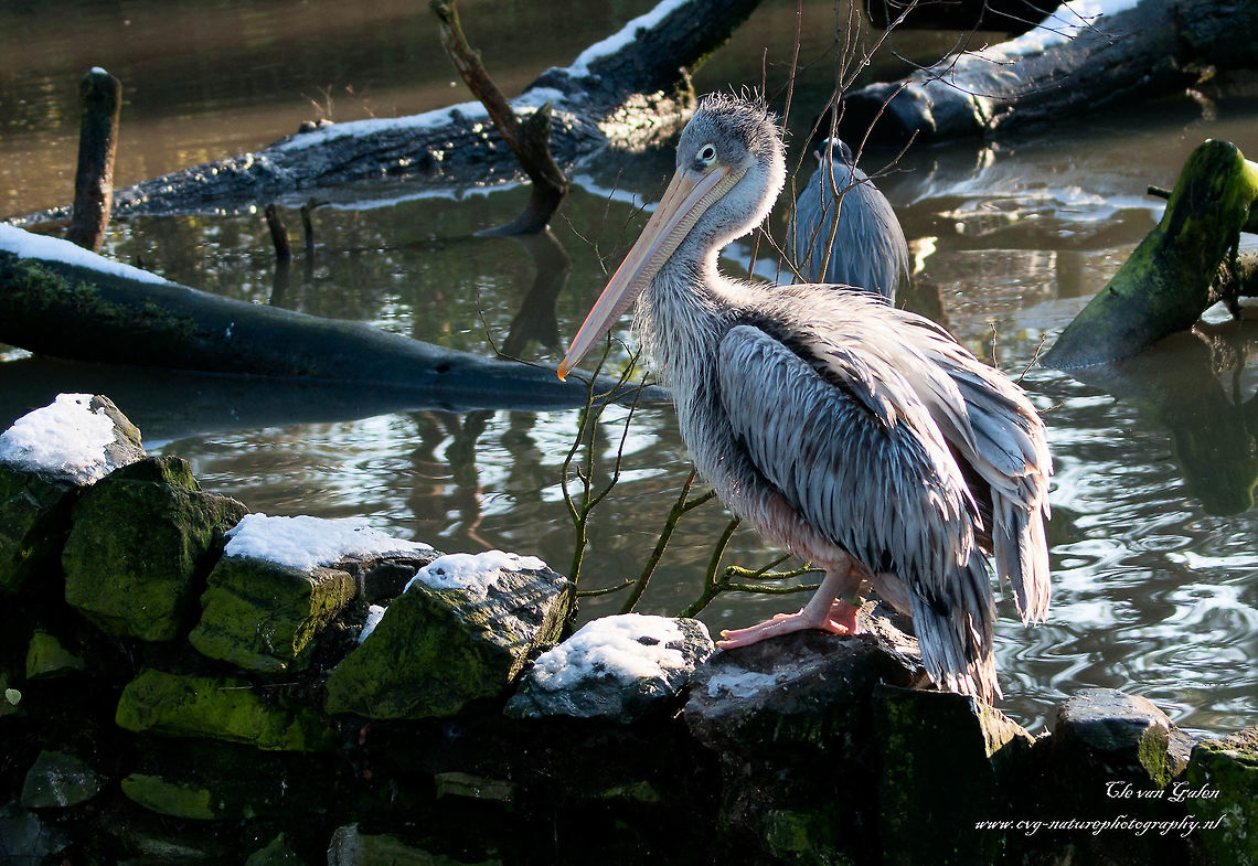 Pelican    Pelecandae Pelicans may weigh up to 14 pounds. They are up to 1.80 meters long and have a wingspan of 3 meters and reach an age of 35 years. Both Eurasian species (the pink pelican and the Dalmatian pelican) are among the largest flying birds.