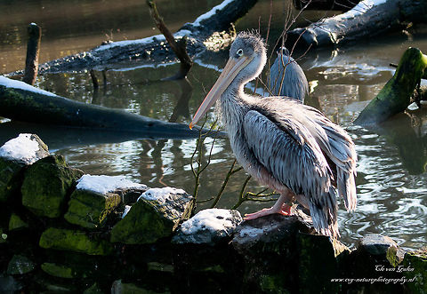 Pelican    Pelecandae Pelicans may weigh up to 14 pounds. They are up to 1.80 meters long and have a wingspan of 3 meters and reach an age of 35 years. Both Eurasian species (the pink pelican and the Dalmatian pelican) are among the largest flying birds.