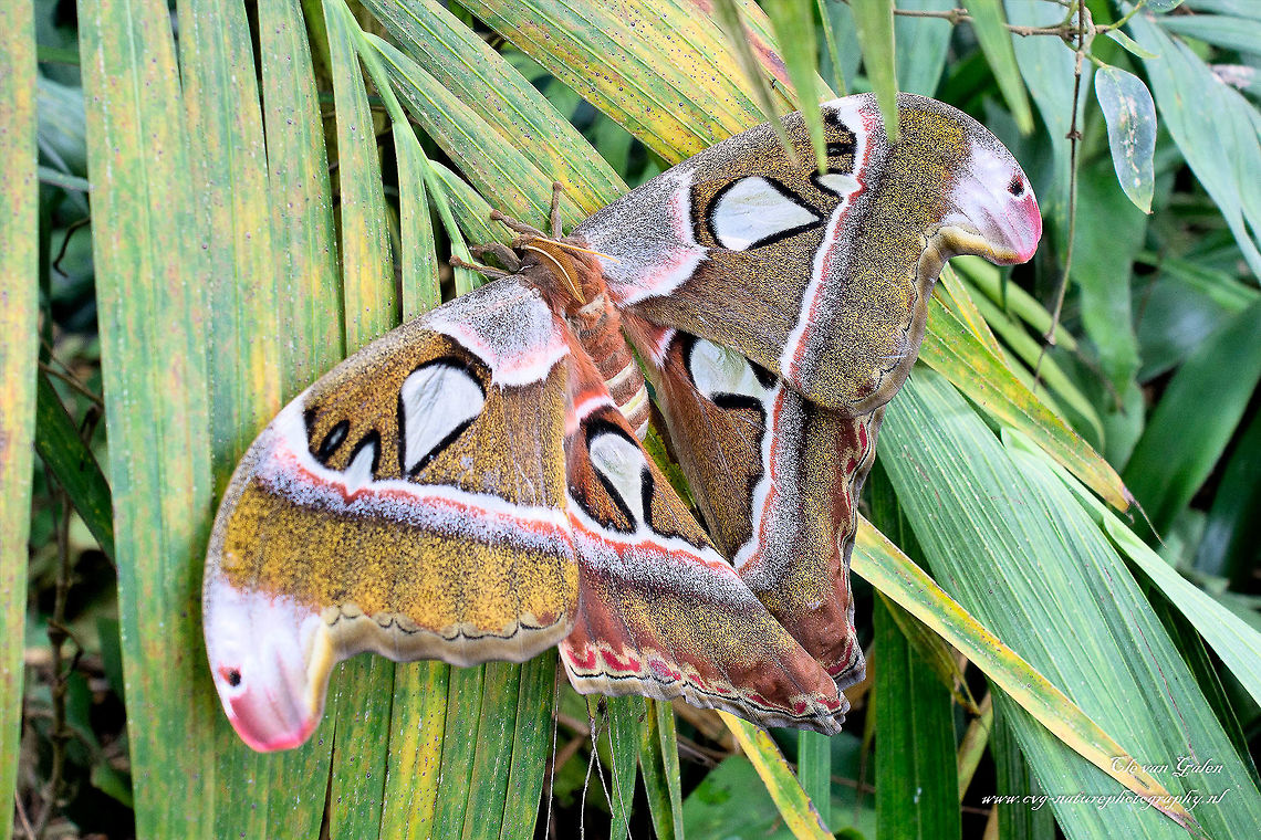 Atlasvlinder Attacus atlas The Atlas Moth (Attacus atlas) is a relative of the night peacock eyes. This butterfly can be 25cm to 30cm wide. The butterfly is only up to 5 days old. The name has nothing to do with the Atlas, but with the Greek god Atlas carrying the globe on his shoulders. The Atlas is recognizable by the snake heads at the ends of the wings. The snakeheads are good for deterring enemies.