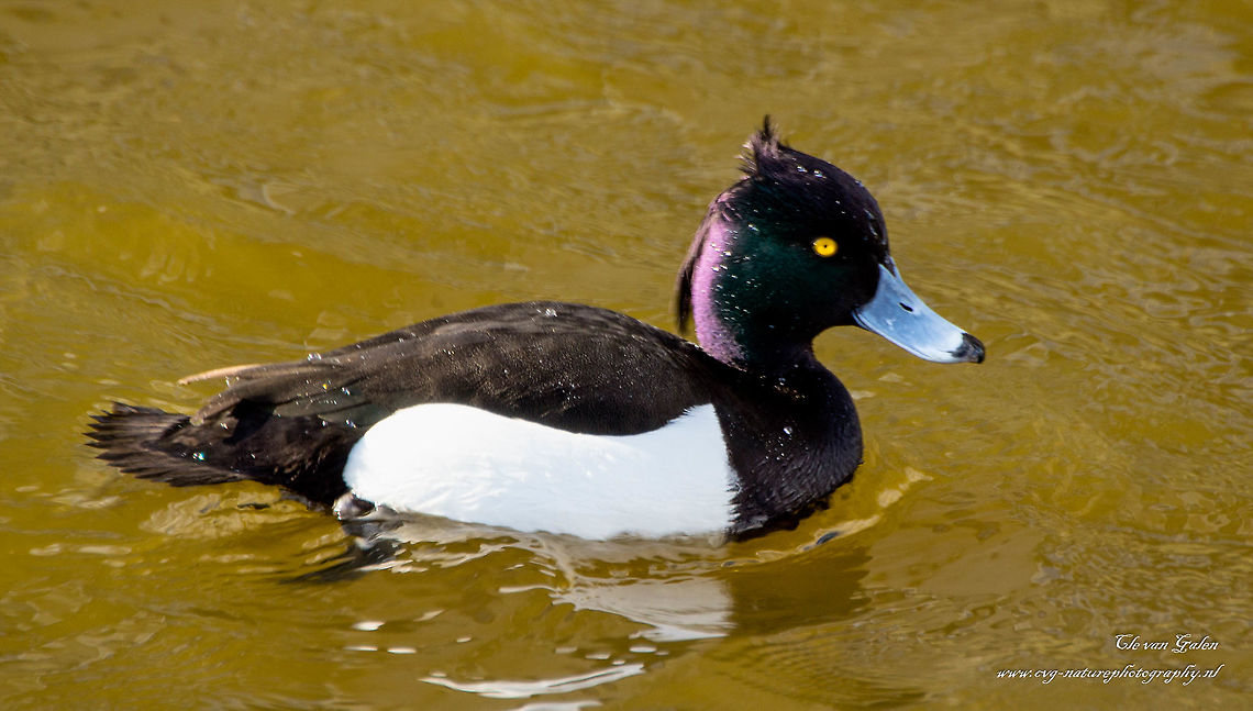 kuifeend    tufted duck      aythya fuligula By the white flanks on an otherwise black plumage, the male tufted duck a striking bird. The female is dark brown plumage with a less conspicuous. When the male is clearly a black tuft of drooping feathers visible when the female is considerably shorter this crest. Tufted duck is easy to be confused at first sight with the stopper. Although the female tufted duck sometimes has a white spot round the beak base, lacking the broad white ring that is always present in the female of the topper. To distinguish male tufted duck is because the crest at the top is missing and because the top is gray instead of black back.