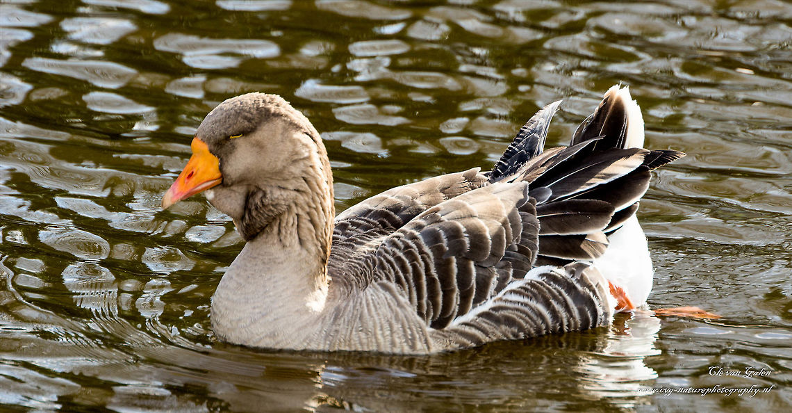 greylag goose     Anser anser The Grey Goose is a large gray water bird with pink legs. He has black spots on the abdomen. The head is light gray, the front wing is gray. The beak is pink (eastern subspecies, Anser anser rubirostris) or orange (western subspecies, Anser anser anser) are. It is a herbivore.<br />
<br />
It is a so-called tractor portion. Some birds depart, some remain in the breeding area and the Netherlands come winter greylag geese from northern Europe. The body length is 75 to 90 cm and weight 3 to 4 kg. Alopochen aegyptiacus,Anser anser,Egyptian Goose,Greylag Goose,Greylag goose