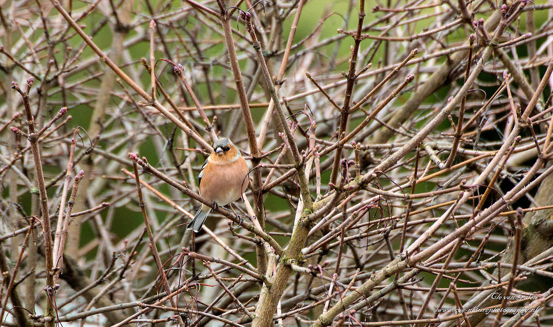 Boekvink    Chaffinch    fringilla coelebs Vink (scientific name: Fringilla coelebs) is a species of songbird New World passerine families in Europe, North Africa to Central Asia (introduced in South Africa) garden farmland in breeding, the most common in Europe. Males 15 cm (length, head light blue, ocher-brown back, waist light green, face and chest pink to reddish brown;. Female green-brown Blue songbirds are similar types of calls especially for the chink of metal or hard sound. Wheet but also for lower noise twit sound. song for the rich rhythm falling tone beep fast cadence. range from Europe, North Africa to West Asia.<br />
 Chaffinch,Fringilla coelebs,Geotagged,Netherlands,Winter