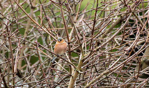 Boekvink    Chaffinch    fringilla coelebs Vink (scientific name: Fringilla coelebs) is a species of songbird New World passerine families in Europe, North Africa to Central Asia (introduced in South Africa) garden farmland in breeding, the most common in Europe. Males 15 cm (length, head light blue, ocher-brown back, waist light green, face and chest pink to reddish brown;. Female green-brown Blue songbirds are similar types of calls especially for the chink of metal or hard sound. Wheet but also for lower noise twit sound. song for the rich rhythm falling tone beep fast cadence. range from Europe, North Africa to West Asia.
 Chaffinch,Fringilla coelebs,Geotagged,Netherlands,Winter