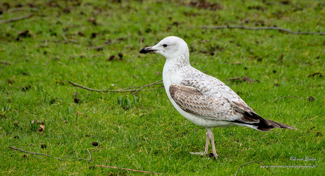 zilvermeeuw     Herring gull     Larus argentatus Pontoppidan Field Attributes. 55-66 cm. Size very variable, male considerably larger than females. Can be confused with Gull, but is much larger, with heavier bill (with red spot on gonys) and flesh-colored legs. A portion of the population has Baltic yellowish to yellow legs; is distinguishable from Yellow-legged Gull by lighter gray jacket and more white drawing in the wing tip. Black wing tips and distinguish this species of Gull Gull and Glaucous Gull. Mantle and upper wing pale blue-gray; wingtips metwitte black spots; other white plumage. Winter plumage similar, but with greyish stripes on the head, neck and upper chest. Juvenile difficult to distinguish juvenile Lesser Black-backed Gull; seems smoother flight, with no clear contrast between subterminal tail band and surrounding parts, and with inner contrast between light brown and dark outer primaries (even dark at Lesser Black-backed Gull). Terms gull aggressive than other gulls. European Herring Gull,Geotagged,Larus argentatus,Netherlands,Winter
