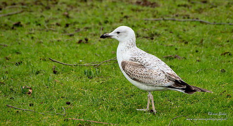 zilvermeeuw     Herring gull     Larus argentatus Pontoppidan Field Attributes. 55-66 cm. Size very variable, male considerably larger than females. Can be confused with Gull, but is much larger, with heavier bill (with red spot on gonys) and flesh-colored legs. A portion of the population has Baltic yellowish to yellow legs; is distinguishable from Yellow-legged Gull by lighter gray jacket and more white drawing in the wing tip. Black wing tips and distinguish this species of Gull Gull and Glaucous Gull. Mantle and upper wing pale blue-gray; wingtips metwitte black spots; other white plumage. Winter plumage similar, but with greyish stripes on the head, neck and upper chest. Juvenile difficult to distinguish juvenile Lesser Black-backed Gull; seems smoother flight, with no clear contrast between subterminal tail band and surrounding parts, and with inner contrast between light brown and dark outer primaries (even dark at Lesser Black-backed Gull). Terms gull aggressive than other gulls. European Herring Gull,Geotagged,Larus argentatus,Netherlands,Winter