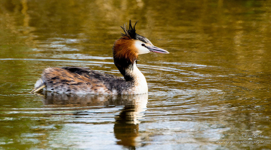 fuut    grebe Like all members of this family Grebe is a water bird typical of ponds and lakes. His dark ear tufts give him a characteristic appearance. He has a white face with a red-brown and black collar around the state established in the courtship ritual. Its underside is white, from above it is dark becoming rusty brown. Between eye and beak is a black stripe. The legs do not have webbed feet. The boy is black and white striped and often they take a ride behind the backs of their parents. The parents greeted each other with an extended courtship ritual.<br />
<br />
Because the legs rather far to the rear stand on the body, the Grebe can not as easily running over the land locomotion. Nests are therefore preferably built close to the waterfront. A very characteristic feature is the ability to impose relatively long distances under water swimming off. This is done to eat fish, or to flee from danger.<br />
<br />
A loon is on average 46 to 51 cm long. Great Crested Grebe,Podiceps cristatus