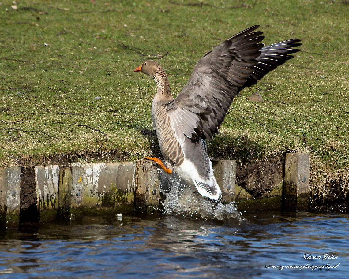 greylag goose Anser anser The Grey Goose is a large gray water bird with pink legs. He has black spots on the abdomen. The head is light gray, the front wing is gray. The beak is pink (eastern subspecies, Anser anser rubirostris) or orange (western subspecies, Anser anser anser) are. It is a herbivore.<br />
<br />
It is a so-called tractor portion. Some birds depart, some remain in the breeding area and the Netherlands come winter greylag geese from northern Europe. The body length is 75 to 90 cm and weight 3 to 4 kg. Anser anser,Greylag Goose