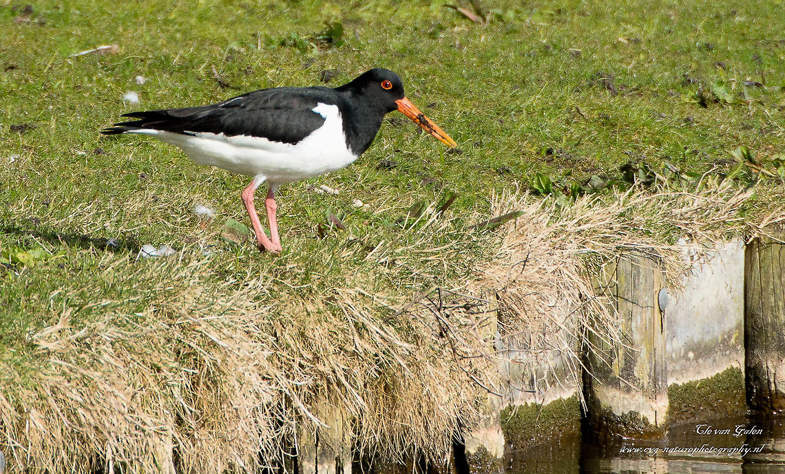 Scholekster    oyster catcher The breeding season runs from mid-April to July. Oystercatchers usually lays three, sometimes four eggs in a nest made in a shallow dimple. The eggs are an average of 57 x 40 mm in size. Usually incubates the oystercatcher on grassland, but also on arable land are found many nests. They also make nests on flat gravel roofs of large buildings, where there is no danger of ground predators like fox and ermine. The eggs hatch from hatch after 25 to 27 days. The young are then fed for a while by the parents, in contrast to most other birds meadow. Eurasian oystercatcher,Geotagged,Haematopus ostralegus,Netherlands,Winter