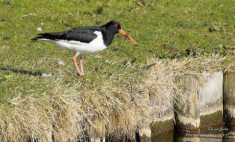 Scholekster    oyster catcher The breeding season runs from mid-April to July. Oystercatchers usually lays three, sometimes four eggs in a nest made in a shallow dimple. The eggs are an average of 57 x 40 mm in size. Usually incubates the oystercatcher on grassland, but also on arable land are found many nests. They also make nests on flat gravel roofs of large buildings, where there is no danger of ground predators like fox and ermine. The eggs hatch from hatch after 25 to 27 days. The young are then fed for a while by the parents, in contrast to most other birds meadow. Eurasian oystercatcher,Geotagged,Haematopus ostralegus,Netherlands,Winter
