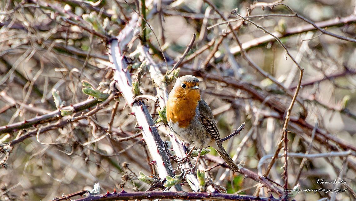 Roodborstje     Robin It is a fairly stocky bird, and both males and females have a distinctive reddish-brown to orange throat. The tail is reddish brown (not red like the Redstart), back and abdomen light brown colored. The song can be heard all year. He starts the morning to sing when it is still dark. When in danger, he thrust the slogan 'tsik' out. A special feature of the robin that sing females, especially in autumn. Young birds have a speckled head and chest. The bird is 14 cm long. Conspecific males and females are very aggressive. Both in summer and in winter they fiercely defend their territory. Erithacus rubecula,European Robin,Geotagged,Netherlands,Winter