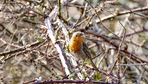 Roodborstje     Robin It is a fairly stocky bird, and both males and females have a distinctive reddish-brown to orange throat. The tail is reddish brown (not red like the Redstart), back and abdomen light brown colored. The song can be heard all year. He starts the morning to sing when it is still dark. When in danger, he thrust the slogan 'tsik' out. A special feature of the robin that sing females, especially in autumn. Young birds have a speckled head and chest. The bird is 14 cm long. Conspecific males and females are very aggressive. Both in summer and in winter they fiercely defend their territory. Erithacus rubecula,European Robin,Geotagged,Netherlands,Winter