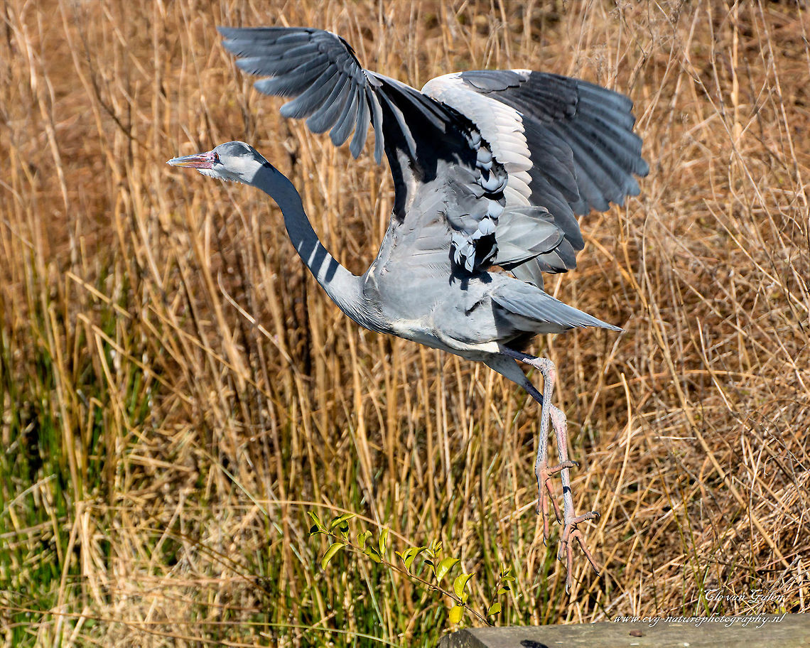 Blue Heron The blue heron is a meat and fish eater who eats fish and amphibians, but also other animals like insects and small mammals are well captured. The bird is a frequent species in shallow areas of city canals and polder ditches and in meadows; The heron is seen flying along canals and lakes; the breeding colonies are located right in the city in tall trees or even in totally secluded woodland.<br />
<br />
Blue heron looking in urban areas regularly the edge of garden ponds, where fish swim around. By lovers of goldfish or koi Heron is therefore considered a pest species and is kept as much as possible. In severe winters blue herons have seen difficult. A blue heron is on average 25 years old. Ardea herodias,Geotagged,Great Blue Heron,Netherlands,Winter