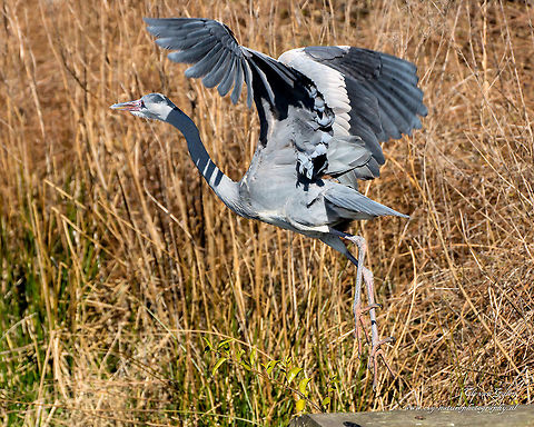 Blue Heron The blue heron is a meat and fish eater who eats fish and amphibians, but also other animals like insects and small mammals are well captured. The bird is a frequent species in shallow areas of city canals and polder ditches and in meadows; The heron is seen flying along canals and lakes; the breeding colonies are located right in the city in tall trees or even in totally secluded woodland.

Blue heron looking in urban areas regularly the edge of garden ponds, where fish swim around. By lovers of goldfish or koi Heron is therefore considered a pest species and is kept as much as possible. In severe winters blue herons have seen difficult. A blue heron is on average 25 years old. Ardea herodias,Geotagged,Great Blue Heron,Netherlands,Winter