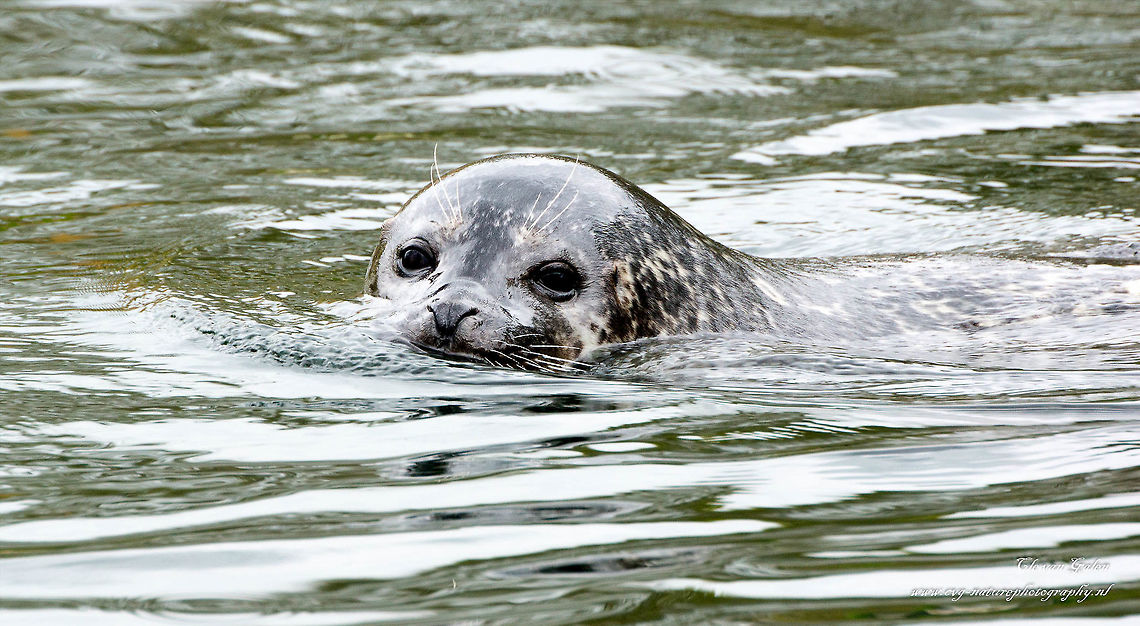 zeehond    seal Seals are a family of marine mammals. They are among the predators. Seals in the Netherlands are most common in the Wadden Sea, further including in the Eastern and Western Scheldt. Grey seal,Halichoerus grypus,Harbor (common) seal,Phoca vitulina