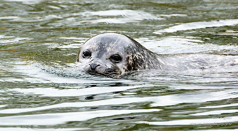 zeehond    seal Seals are a family of marine mammals. They are among the predators. Seals in the Netherlands are most common in the Wadden Sea, further including in the Eastern and Western Scheldt. Grey seal,Halichoerus grypus,Harbor (common) seal,Phoca vitulina